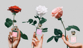 Три аспекта розы в новой коллекции Jo Malone